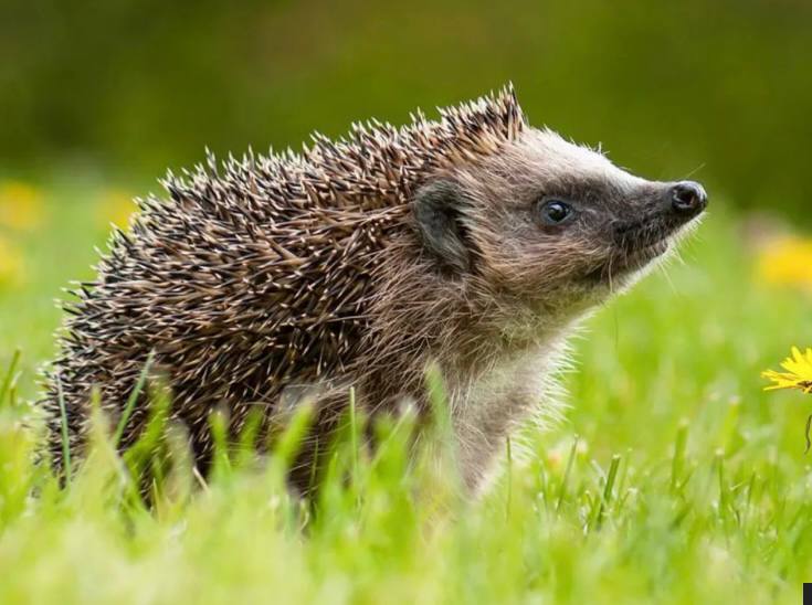 Hedge Hog
